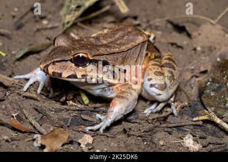 Wilde Dickbeiner (Leptodactylus savagei), Carara National Park, Tarcoles, Costa Rica Wildtiere. Stockfoto