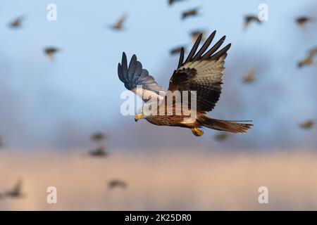 Roter Drachen, der mit Vogelhaufen in Backgorund am blauen Himmel fliegt Stockfoto