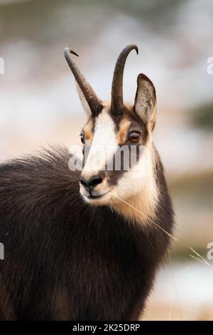 Porträt von tatra Gämsen in der Winterzeit Natur Stockfoto