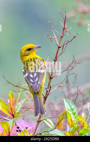 Flammenfarbenes Tanagerweibchen (Piranga bidentata) San Gerardo de Dota, Costa Rica Stockfoto