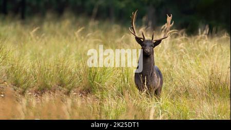 Damwild, der auf der Wiese mit Kopierraum zur Kamera schaut Stockfoto