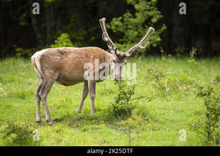 Majestätischer Rothirsch mit Geweih in Samt, der sich am Busch ernährt Stockfoto