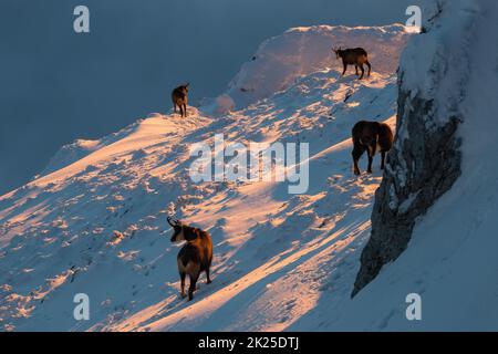 tatra-Gämsen ernähren sich im Wintersonnenlicht von Schnee Stockfoto