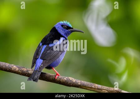 Rotbeiniger Honigbauch (Cyanerpes cyaneus), La Fortuna, Costa Rica Stockfoto