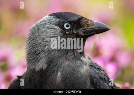 Westliche Dohlen, die in Nahaufnahme in Wildblumen blicken Stockfoto