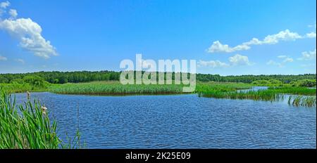 Landschaft mit See umgeben von Zuckerrohr. Sommerlandschaft Stockfoto