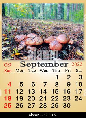 Kalender für september 2022 mit Bild von Pilzen im Wald. Monatskalender. Kalender für september 2022 mit Bild des Pilzes Boletus badius Stockfoto