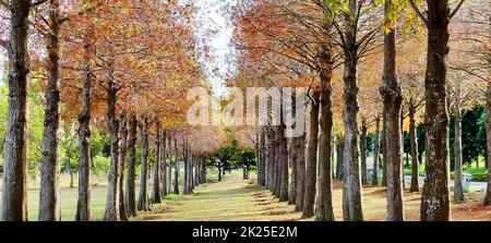 Die Kiefernstämme mit Wald auf einem Hintergrund Stockfoto