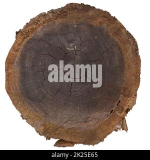 Gesägter Stamm mit Holztextur auf weißem Grund. Stockfoto