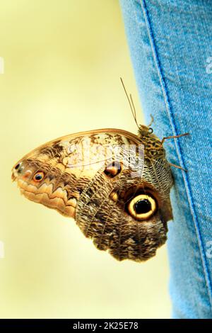 Der große Schmetterling sitzt auf der Denimhose aus der Nähe. Modekleidung. Stockfoto