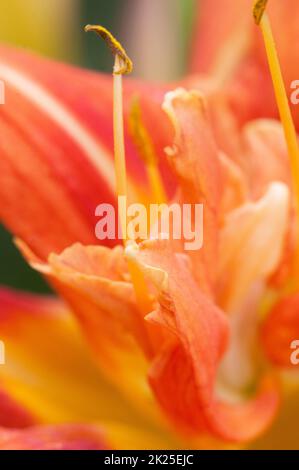 Blühende Backsteinrote Taglilien im Garten, Nahaufnahme Stockfoto