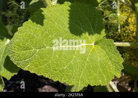 Clary Salbei (Salvia Slarea), Nahaufnahme der Blätter Stockfoto