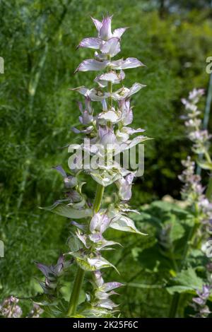 Clary Salbei (Salvia Slarea), Nahaufnahme der Blätter Stockfoto