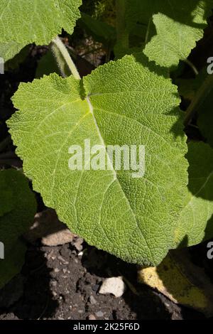 Clary Salbei (Salvia Slarea), Nahaufnahme der Blätter Stockfoto