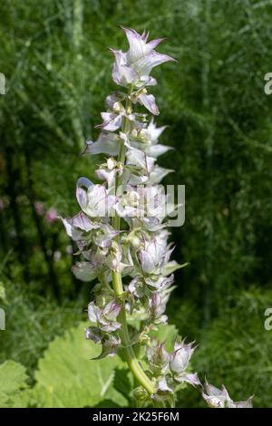 Clary Salbei (Salvia Slarea), Nahaufnahme der Blätter Stockfoto
