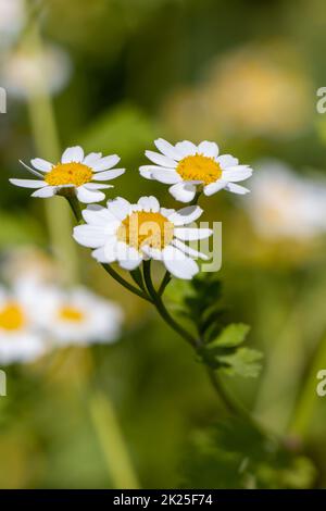 Fieberarm oder tanacetum parthenium oder Junggesellen-Knöpfe oder Federn viele weiße Blumen mit Grün Stockfoto