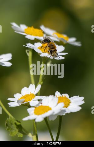 Fieberarm oder tanacetum parthenium oder Junggesellen-Knöpfe oder Federn viele weiße Blumen mit Grün Stockfoto