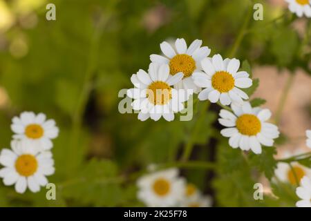 Fieberarm oder tanacetum parthenium oder Junggesellen-Knöpfe oder Federn viele weiße Blumen mit Grün Stockfoto