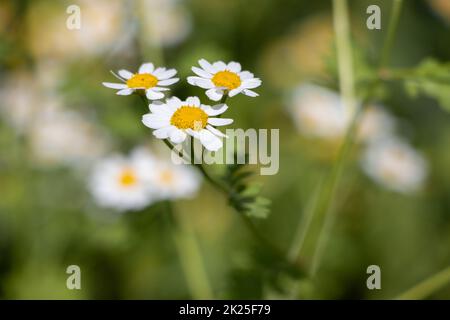 Fieberarm oder tanacetum parthenium oder Junggesellen-Knöpfe oder Federn viele weiße Blumen mit Grün Stockfoto