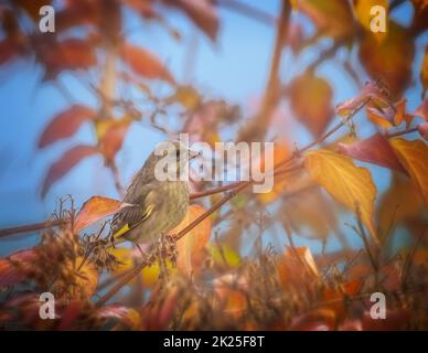 Europäischer Grünfink-Vogel, der auf einem Baum sitzt Stockfoto