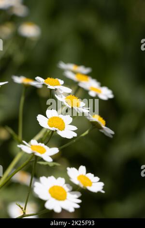 Fieberarm oder tanacetum parthenium oder Junggesellen-Knöpfe oder Federn viele weiße Blumen mit Grün Stockfoto