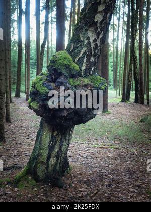 Suvel-Krankheit auf einer Birke, Nahaufnahme Stockfoto