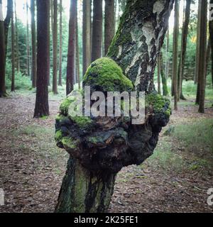 Suvel-Krankheit auf einer Birke, Nahaufnahme Stockfoto