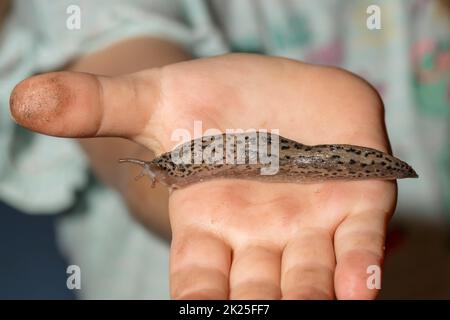 Kind besitzt einen Tiger Schnecke Nacktschnecke in der Hand Stockfoto