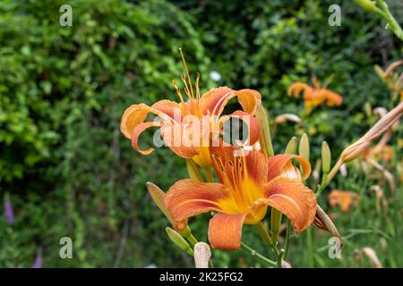 Riesige orangefarbene Seerose (Hemerocallis fulva) an einer schönen Quelle in einem Garten Stockfoto