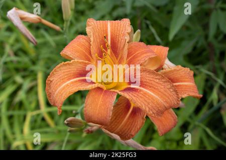 Riesige orangefarbene Seerose (Hemerocallis fulva) an einer schönen Quelle in einem Garten Stockfoto