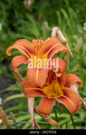 Riesige orangefarbene Seerose (Hemerocallis fulva) an einer schönen Quelle in einem Garten Stockfoto