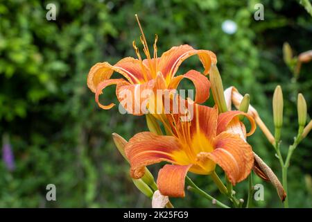 Riesige orangefarbene Seerose (Hemerocallis fulva) an einer schönen Quelle in einem Garten Stockfoto