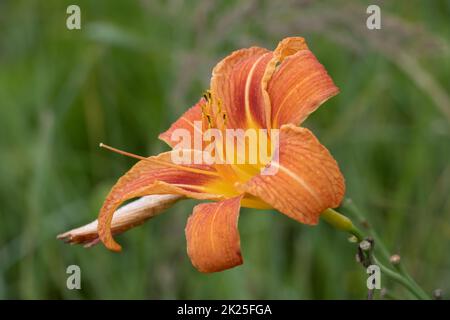 Riesige orangefarbene Seerose (Hemerocallis fulva) an einer schönen Quelle in einem Garten Stockfoto