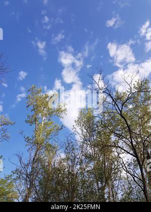 Niedriger Winkel Aufnahme von schönen Bäumen in einem Wald unter Ein wolkig Himmel Stockfoto