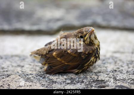 Nahaufnahme eines jungen, jungen Gesangsdrossel, Baby eines Gesangsdrossel. Stockfoto