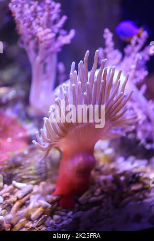 Eine Kupferanemone in einem Salzwasseraquarium. Stockfoto