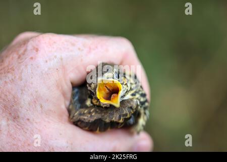 Nahaufnahme eines jungen, jungen Gesangsdrossel, Baby eines Gesangsdrossel. Stockfoto