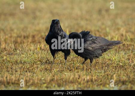 Zwei gemeinsame Raben füttern auf trockener Wiese in herbstlicher Natur Stockfoto
