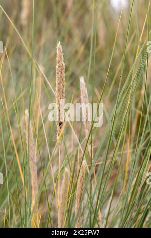 Dünengras als Schutz für die Dünen und auch Lebensraum für Tiere und Insekten. Stockfoto