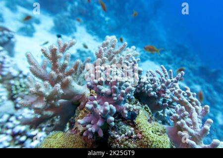 Farbenfrohe Korallenriffe am Boden des tropischen Meeres, Fingerkorallen und Fischanthias, Unterwasserlandschaft Stockfoto