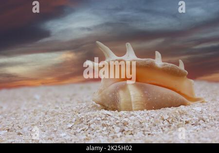 Seashell am Sandstrand mit Sonnenuntergang im Hintergrund Stockfoto