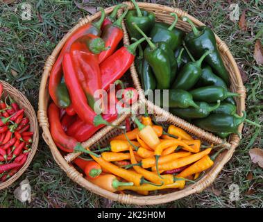 Poblano Peppers mit asiatischen roten und gelben Chilischoten Stockfoto