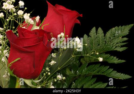 Langstielige rote Rosen auf schwarzem Hintergrund Stockfoto