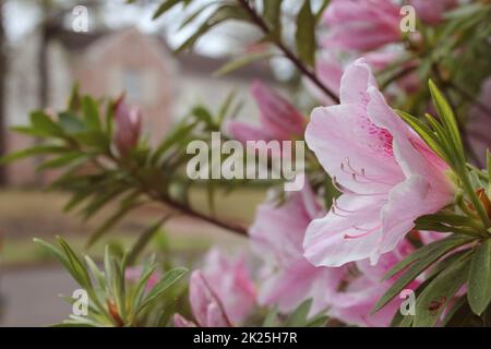 Azalea Blumen mit historischem Herrenhaus im Hintergrund, seichter Freiheitsgrad, Fokus auf Blumen Stockfoto