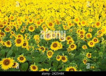 Feld von Sonnenblumen Stockfoto