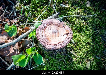 Pilz-Nahaufnahme im Wald Stockfoto