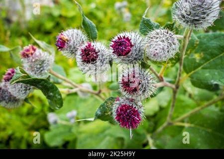 Woolly Burdock - Arctium Tomentosum - Nahaufnahme, Haute Savoie, Frankreich Stockfoto