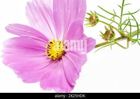 Cosmos bipinnatus Blume auf weißem Hintergrund Stockfoto