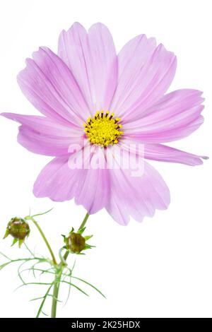 Cosmos bipinnatus Blume auf weißem Hintergrund Stockfoto