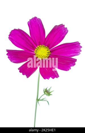 Cosmos bipinnatus Blume auf weißem Hintergrund Stockfoto